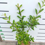 Vŕba štíhlopestíková (Salix gracilistyla) ´MOUNT ASO´® výška: 20-30 cm, kont. C3L - KRÍK